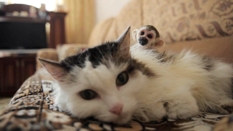 In this video frame grab taken Saturday Aug. 20, 2016 in Tyumen, Russia, a 16-year-old cat called Rosinka, carries a three-week-old baby monkey on her back. Russian cat has adopted a baby squirrel monkey after he was abandoned by his mother at a zoo, comforting the little primate by letting him cling to her back for warmth. (AP Photo)
