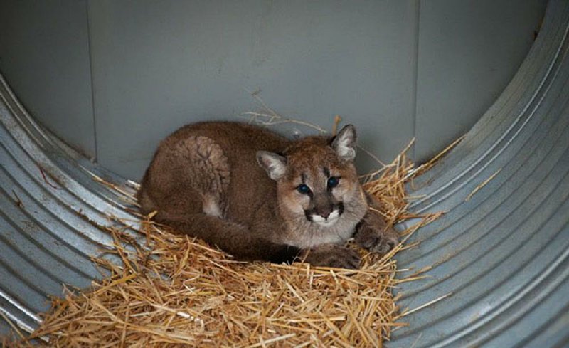 Cougar cubs are among the critters on tonight’s episode of North Woods Law: Washington State. The series, formerly known as Rugged Justice, airs at 9 p.m. on Animal Planet.
