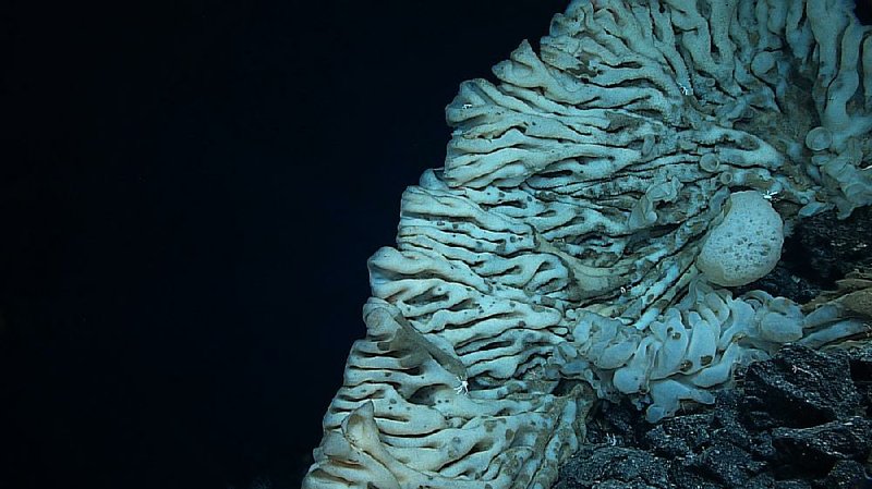 The expansion of the Papahanaumokuakea Marine National Monument off the coast of Hawaii creates the world’s largest marine protected area. The giant sponge pictured was discovered in the area in 2015. 