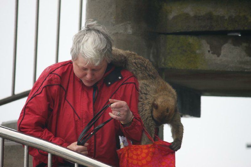 A barbary macaque swoops in on an unsuspecting visitor to have a look through her bag in the Rock of Gibraltar cable car station.