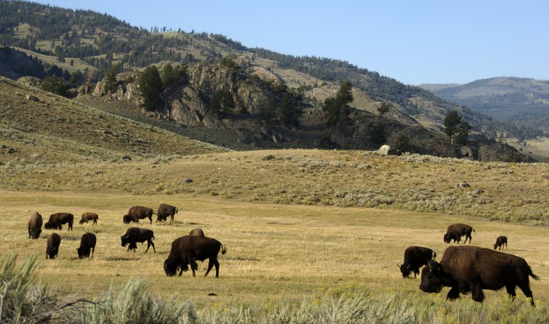 In this Aug. 3, 2016 photo, a herd of bison grazes in the Lamar Valley of Yellowstone National Park. Bison can appear docile to park visitors but have been known to gore tourists who get too close for photographs. Record visitor numbers at the nation's first national park have transformed its annual summer rush into a sometimes dangerous frenzy, with selfie-taking tourists routinely breaking park rules and getting too close to Yellowstone's storied elk herds, grizzly bears, wolves and bison.