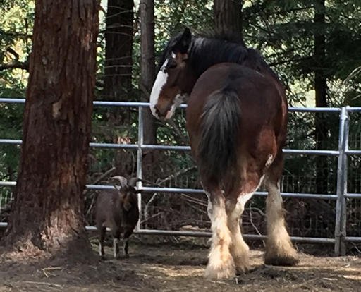 This undated photo provided by Tamara Schmitz shows Clydesdale horse Budweiser with his friend, a Nigerian dwarf billy goat named Lancelot, near Santa Cruz, Calif.