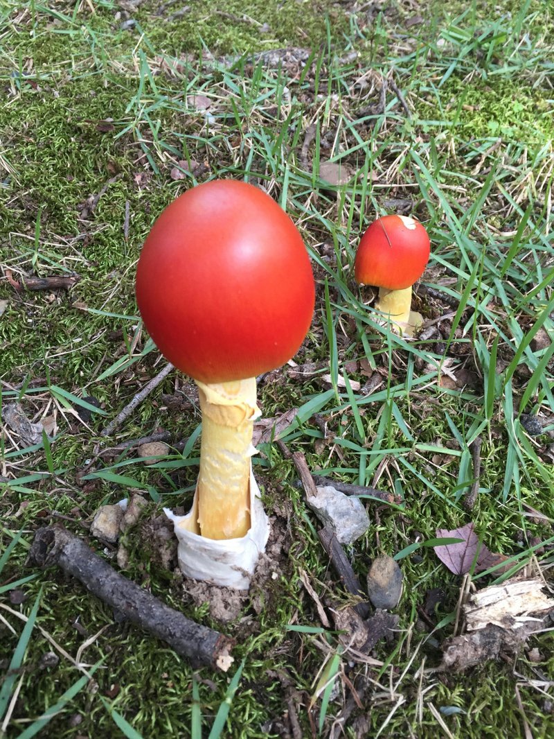 This mushroom appeared in a Little Rock lawn after more than a week of heavy rain in August 2016.