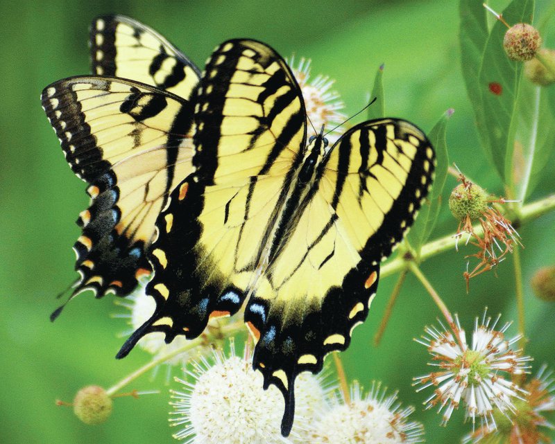 Photo by Terry Stanfill A pair of tiger swallowtail butterflies visit a buttonbush at the Eagle Watch nature Area earlier this month.