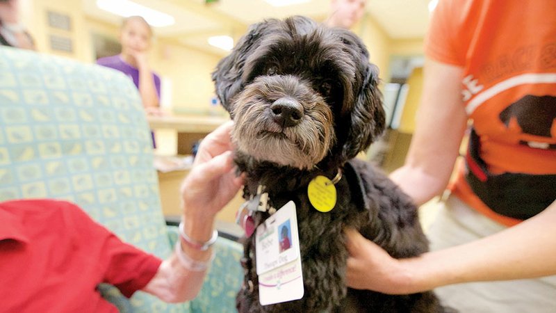 A patient in the Conway Regional Medical Center Senior Behavioral Health unit pets Bebe, the newest therapy dog for the unit. Donna Beshears, an activity therapist for the Conway Regional Health System, said pet therapy has been used for more than 10 years in the unit because studies show that dogs can calm patients with dementia. Bebe’s owner, Linda Desrochers of Conway, said she also takes the 6 1/2-year-old cockapoo to nursing homes and has visited students during finals week at Hendrix College and the University of Central Arkansas in Conway.