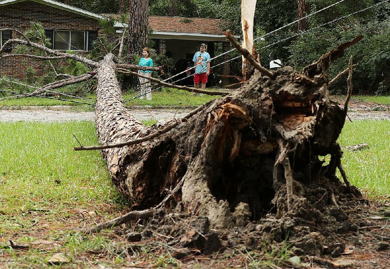 A pine tree lies on power lines Friday after Tropical Storm Hermine blew through Valdosta, Ga. Georgia’s governor declared a state of emergency.