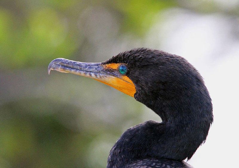Double-crested cormorants can eat up to a pound of fish per day, a menace to Arkansas fish farmers.