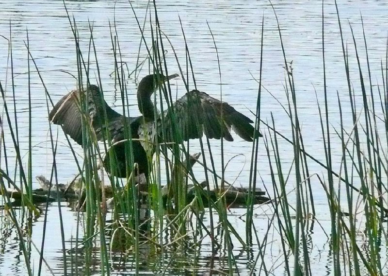 A double-crested cormorant spreads its wings to dry in this file photo. The fish-eating birds’ annual invasion of Southern states begins in October.