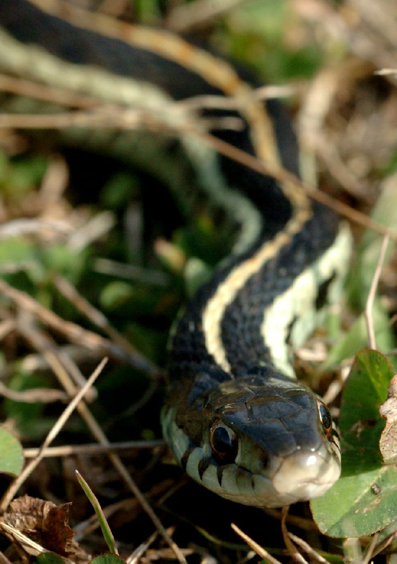 A common garter snake warms its little body in the sun. Harmless to humans, these snakes eat garden pests including slugs as well as lizards, amphibians, ants, crickets, minnows and small rodents.