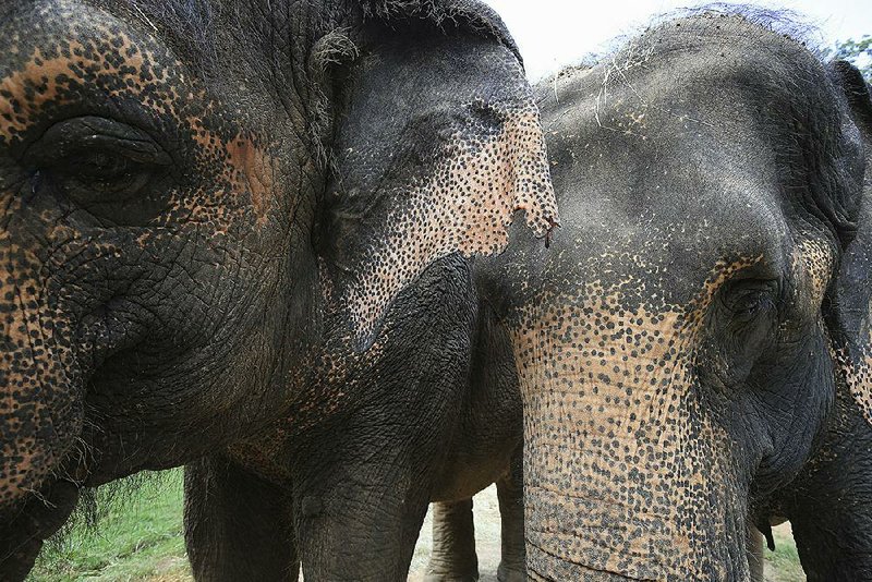 Elephants Babe (left) and Sophie wait to be fed carrots by their keepers Thursday at the Little Rock Zoo. Sophie, 47, is suffering from an incurable uterus infection, said Kristin Warner, the zoo’s elephant manager.