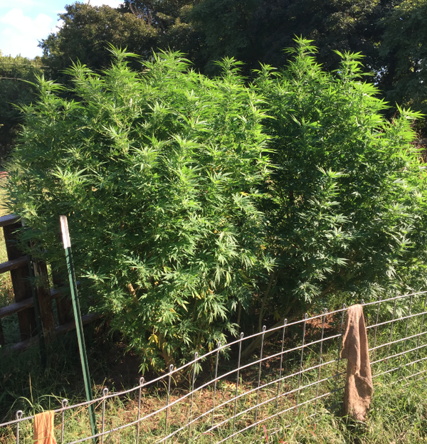 PHOTO: Large marijuana plants lead to discovery of stolen items