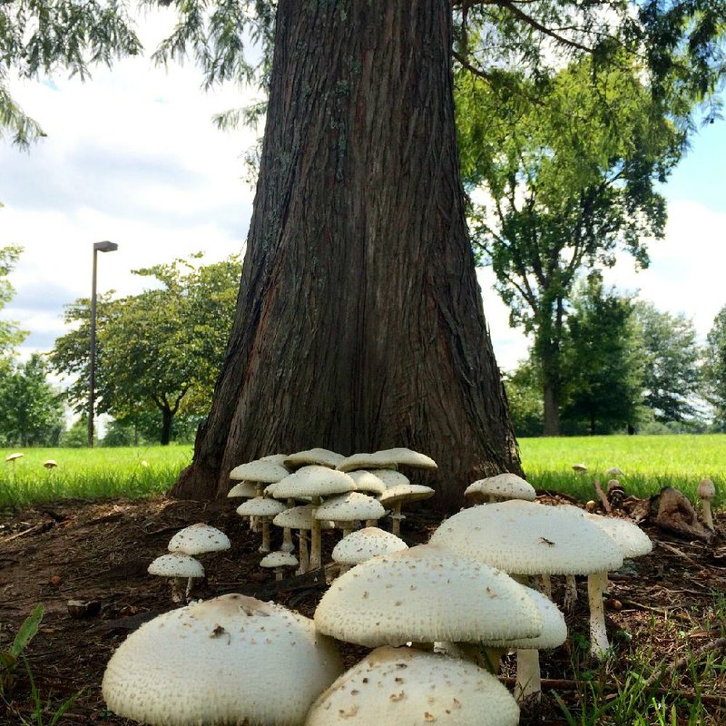 Hana Mariah Hatta found her mushrooms in Little Rock’s MacArthur Park outside the Arkansas Arts Center.
