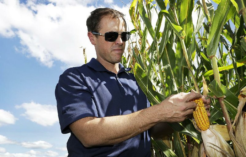 Grant Kimberley inspects an ear of corn earlier this month on his farm near Maxwell, Iowa. Low grain prices and a bumper crop mean U.S. corn farmers are again losing money. 