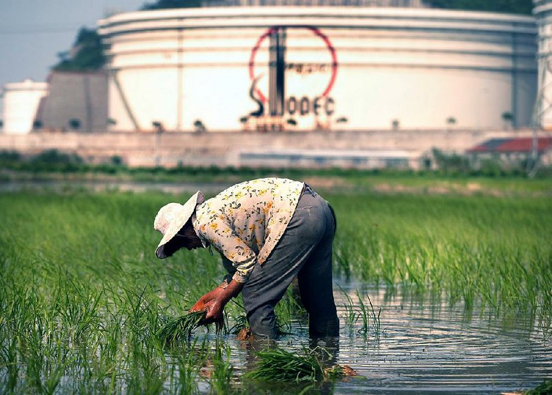 A farmer plants rice in China’s Beilu port, south of Shanghai, in this file photo. 