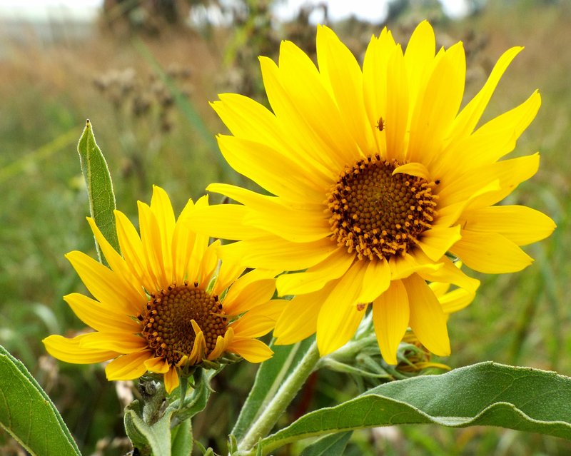 Photo by Randy Moll Willow-leaved sunflowers were blooming in the tall Indian grass on Sept. 7, 2016, at the Eagle Watch Nature Area.