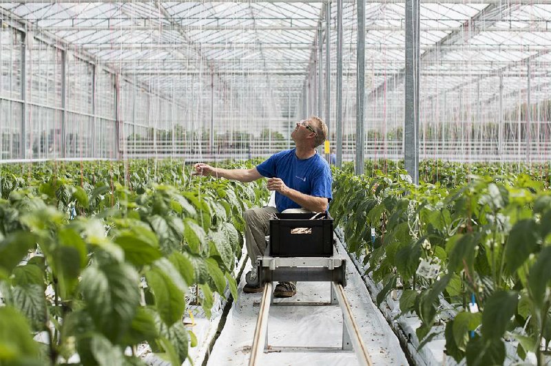 A worker in Bergschenhoek, Netherlands, adjusts a strand of staking twine in July as paprika plants grow in a greenhouse operated by Seminis and De Ruiter Seeds, the vegetable seeds divisions of Monsanto Co. 