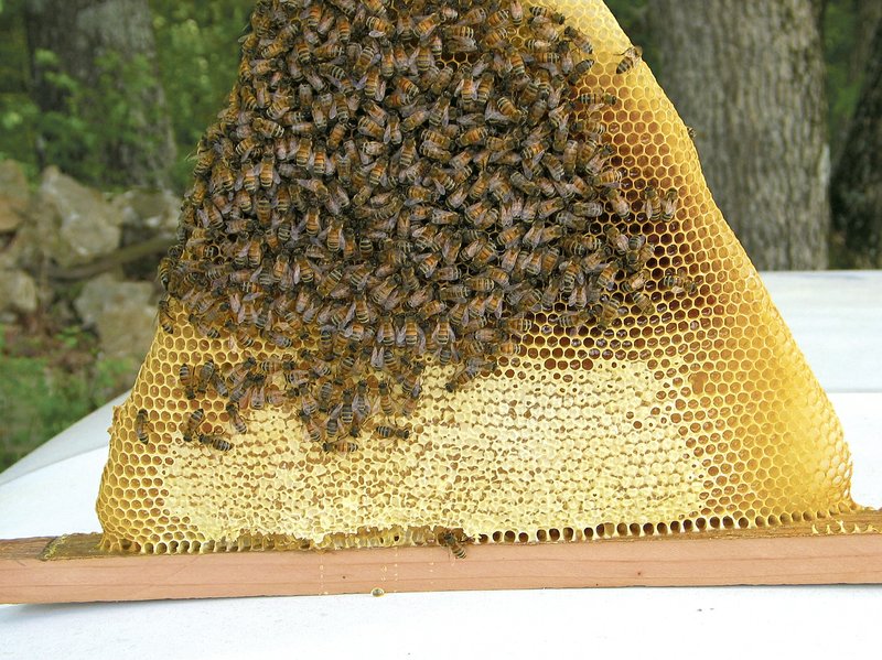 “Everybody should open up a bee hive once in their life to be there and sense the sound of the hive, to see the bees moving around, to smell the honey — it’s full sensory overload. It’s an experience you don’t easily forget,” Ken Trimble says.