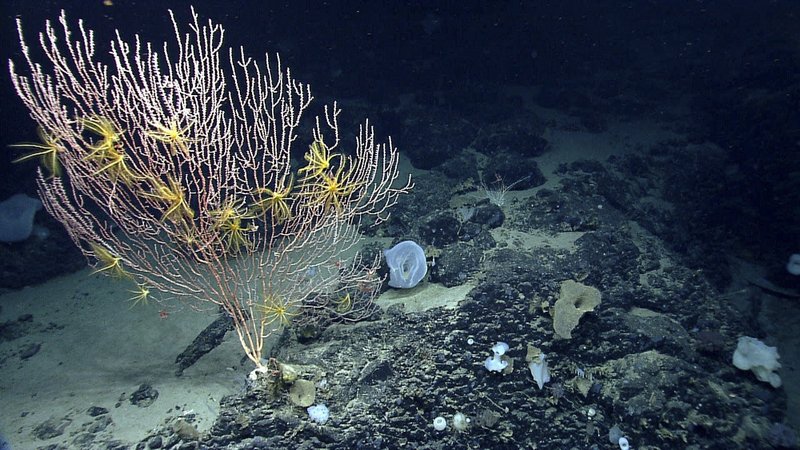 This undated file photo released by the National Oceanic and Atmospheric Administration and made during the Northeast U.S. Canyons Expedition 2013 shows corals on Mytilus Seamount off the coast of New England in the North Atlantic Ocean.
