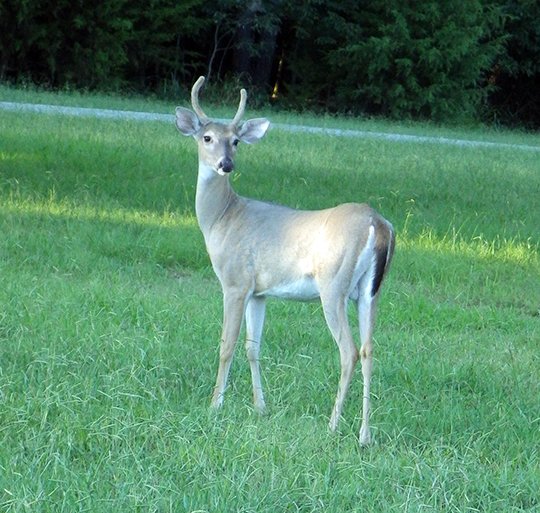 Horseshoe Bend Park offers beautiful views of Beaver Lake