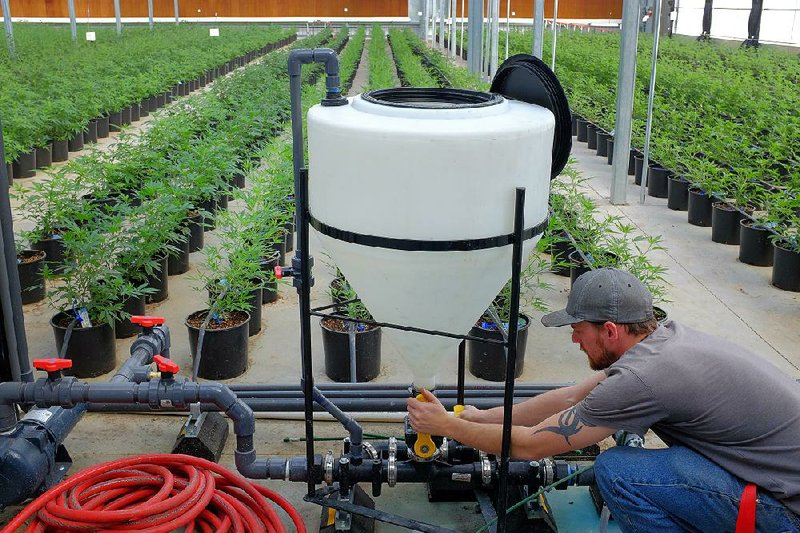 A worker at Los Suenos Farms in Avondale, Colo., demonstrates a fertilizer delivery system earlier this year in a greenhouse where marijuana plants are grown. 
