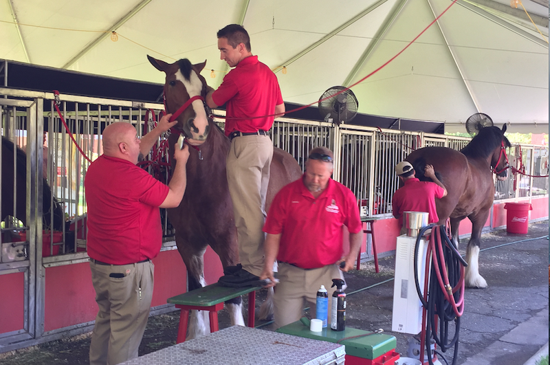 Four of the seven Anheuser-Busch handlers tend to two of the Clydesdales on display in downtown Little Rock.