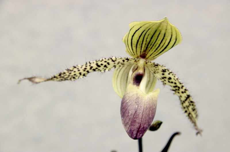 LYNN KUTTER ENTERPRISE-LEADER This orchid is called Paphiopedilum Transdoll.