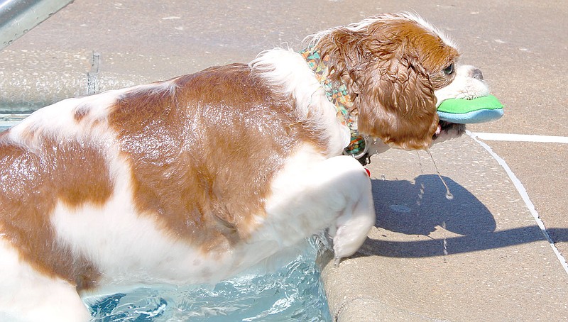 Keith Bryant/The Weekly Vista Shelley Parson&#8217;s Cavalier King Charles Spaniel, Winston, climbs out of the pool with his miniature surfboard.