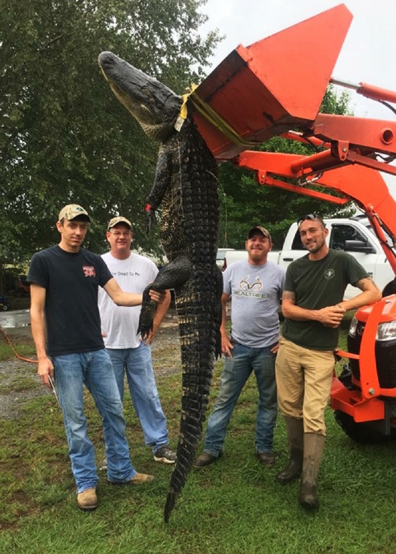 Lance Williams of Roland (far left) killed this 9-foot, 7-inch alligator Friday near Mineral Springs with help from (from right) Chris Dillman, Jonathan Gaither and Burt Burris. 
