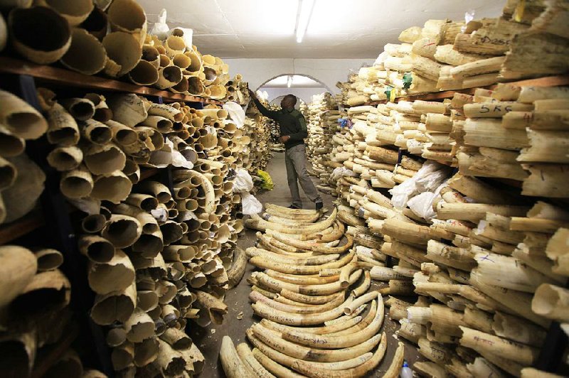 A Zimbabwe National Parks official inspects the country’s ivory stockpile in June at the agency’s headquarters in Harare. 