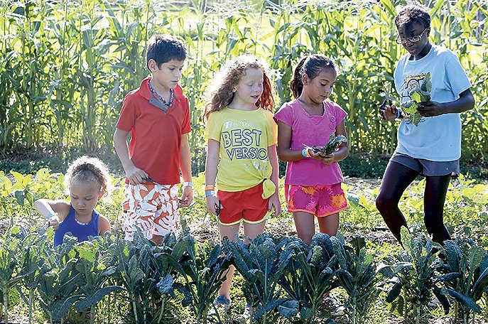 Shiyann Mullins (from left), Bryan Navarro, Chloe Lakey, Alexa Manjarrez and Leah Swinson — all summer camp participants with LifeSource International — harvest kale in July, as they participated in a “Farm to Table” activity at the Apple Seeds Farm in Fayetteville. The campers picked vegetables from the garden, prepared and ate garden burritos, with salsa, kale chips and a cucumber-mint drink. An “Evening at the Farm” on Oct. 1 will help support the farm’s educational programs.
