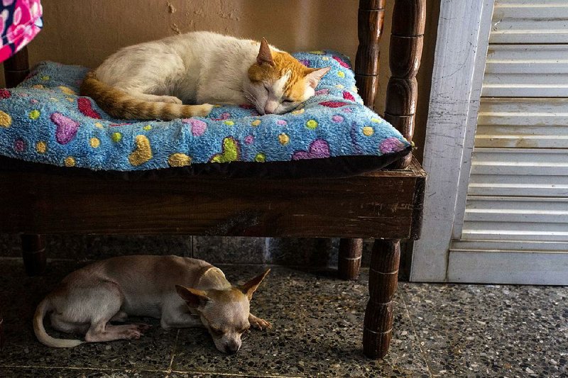 Earlier this month, a cat and dog sleep at the home of Lourdes Ortega, who works to care for the pets of owners who go out of town in Havana, Cuba.