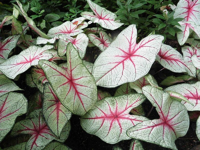 Caladium bulbs should be lifted and stored for winter.