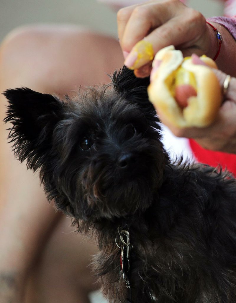 Chooey, an 11-year-old Yorkie from Benton, is keenly interested in a hot dog Saturday during the Main Street Food Truck Festival in downtown Little Rock. More photos are available at arkansasonline.com/galleries.