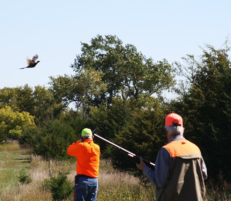 Federal Judge Bill Wilson of Bigelow (left) swings on a pheasant at the edge of a field. Wilson bagged the bird. For more photos, go to arkansasonline.com/galleries.