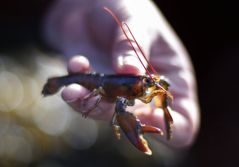 The Associated Press WARM WATERS: A young lobster os held by a marine biologist on May 9 on Friendship Long Island, Maine.