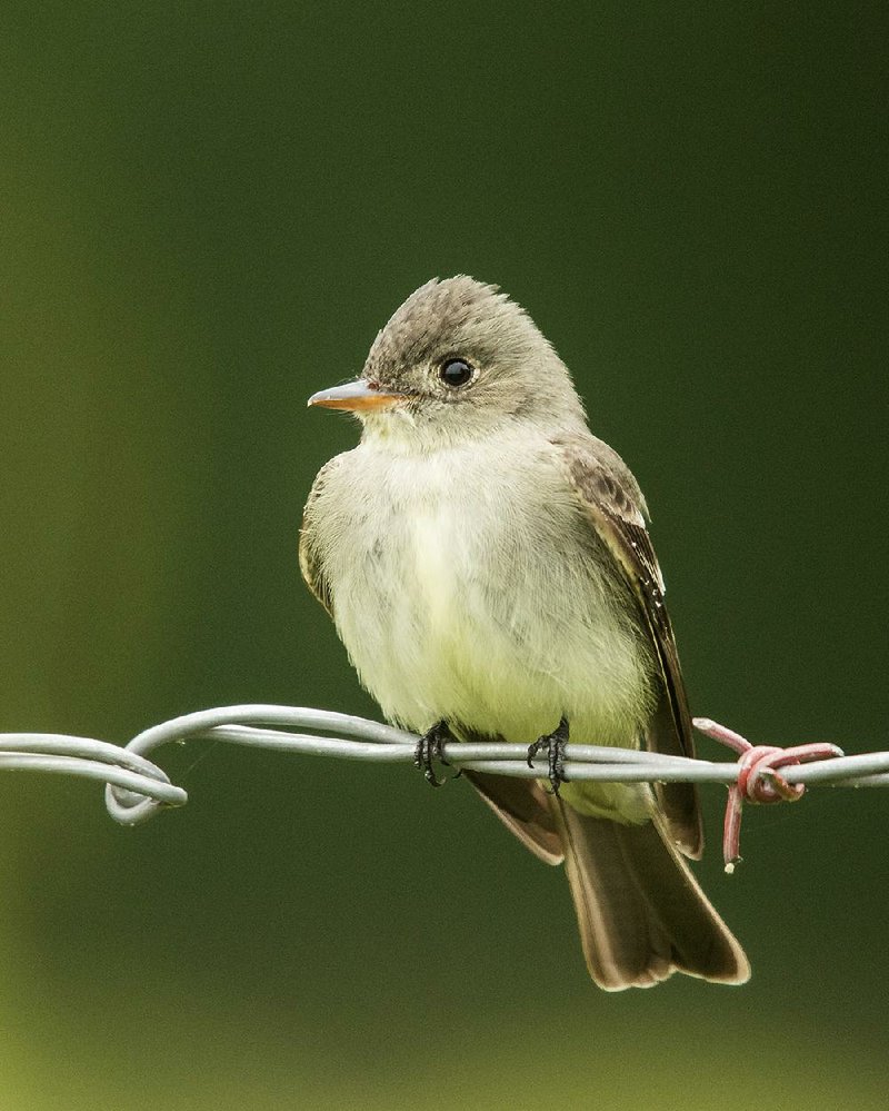 Willow, Acadian, least, yellow- bellied and alder flycatchers all look much alike.