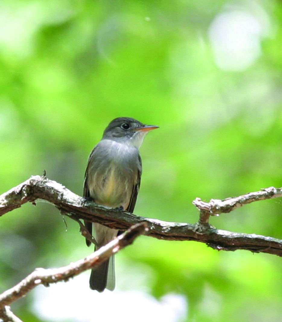 North America has big flycatcher family