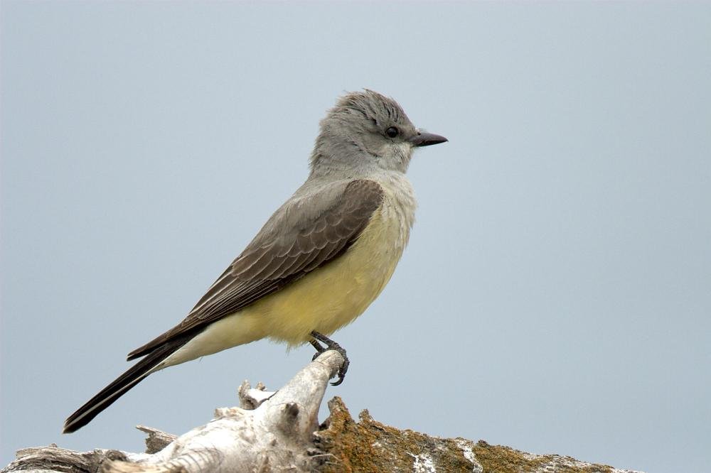 North America has big flycatcher family