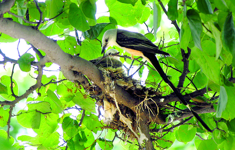 A scissor-tailed flycatcher built her nest using shreds of plastic grocery bag as well as natural things like twigs and leaves.