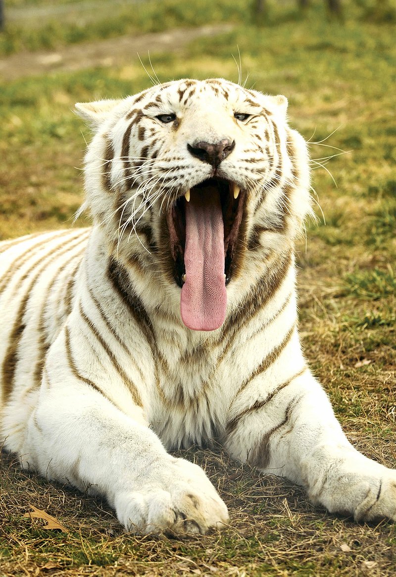 
Joella yawns on Thursday March 3, 2016 in her habitat in the Rescue Ride addition at Turpentine Creek Wildlife Refuge in Eureka Springs. 