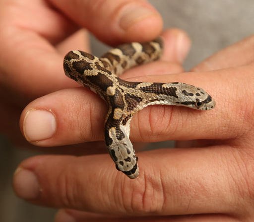In this Wednesday, Sept. 28, 2016 photo, Brian Henley, Cameron Park Zoo's amphibian and reptile care supervisor, holds a two-headed baby rat snake in Waco, Texas. 