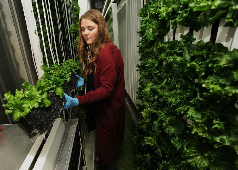 Taylor Pruitt, a sophomore from Bergman in Boone County, helps harvest leaf lettuce Thursday at the University of Arkansas at Fayetteville. A shipping container on campus has been converted into a hydroponic growing station. 