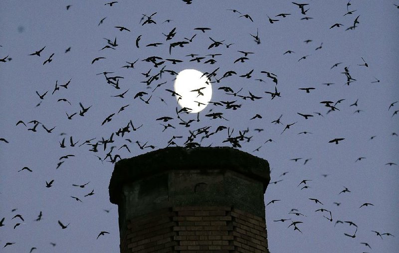 A flock of Vaux’s swifts circle a chimney earlier this month at Chapman Elementary School in Portland, Ore., before swooping inside to roost.


