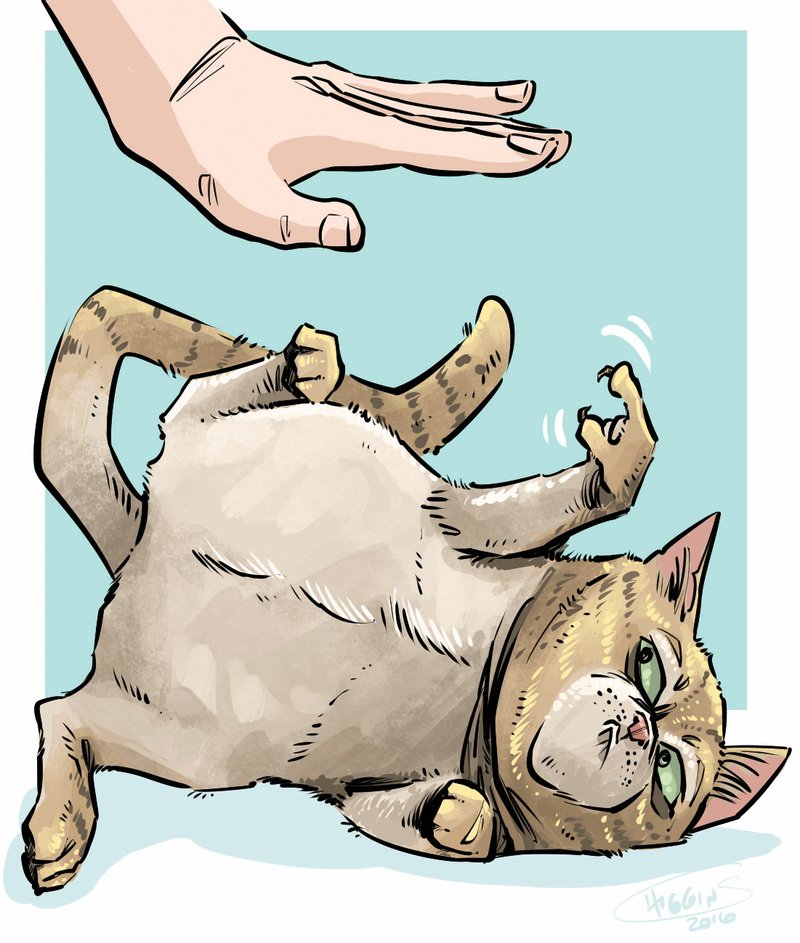 Arkansas Democrat-Gazette cat belly illustration. 