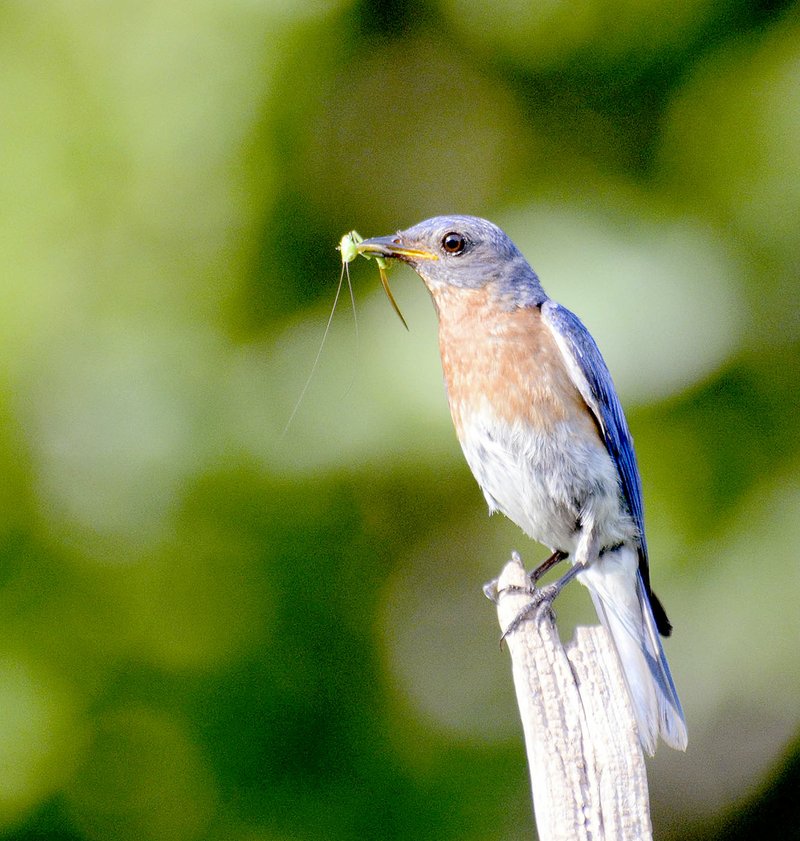 Photo by Terry Stanfill A bluebird holds a tasty morsel in it&#8217;s beak before flying to a nest box to feed its brood.