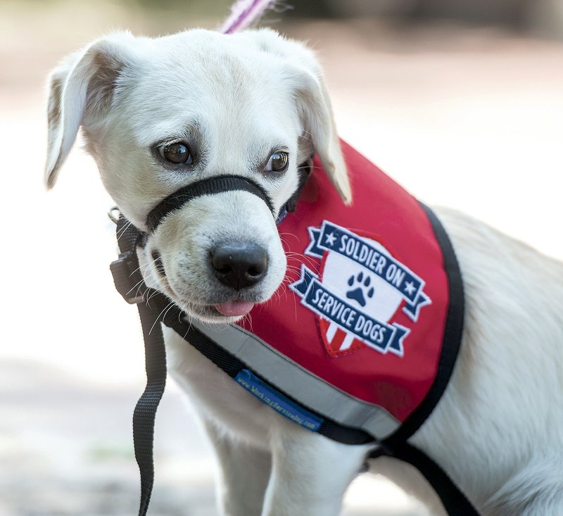 Spirit, 6 months old, is a puppy in training to serve a veteran through Soldier On Service Dogs in Fayetteville. Brittany Vandevort of Bentonville, 16, will raise Spirit, teaching her basic obedience and introducing her to new situations, until the pup is ready for advanced training. 