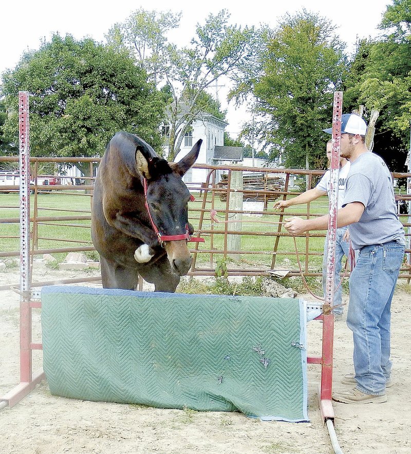 Mule trainer Les Clancy’s nephew Ryan Pope takes Lucky over the jump for her first time.