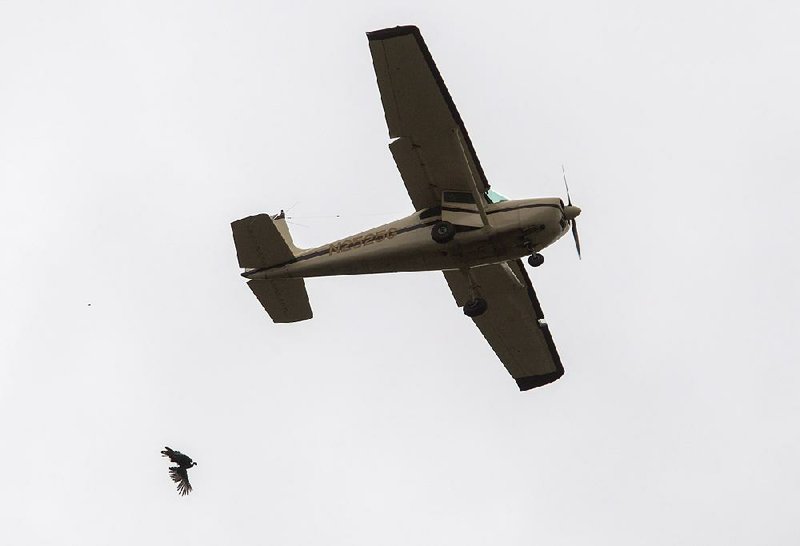 A turkey falls from pilot Dana Woods’ 1959 Cessna 182B at the 2016 Turkey Trot festival in Yellville. 
