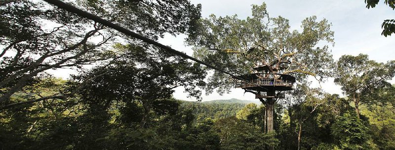 Guests at the Gibbon Experience in Laos stay in treehouses reached by a hike and a series of zip lines. The remote “eco-tourism adventure” puts visitors close to the elusive gibbons of northwest Laos.