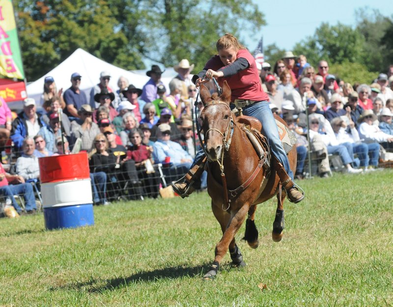 Maranda Stites sprints her mule to the finish line Saturday during barrel racing at the Pea Ridge Mule Jump.